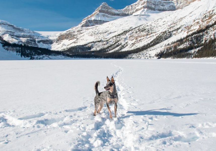 pet-inverno-2.jpg